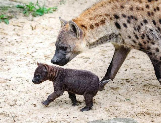 一隻斑鬣狗的自然繁衍能力（帶小夥子零件的小姑娘）7
