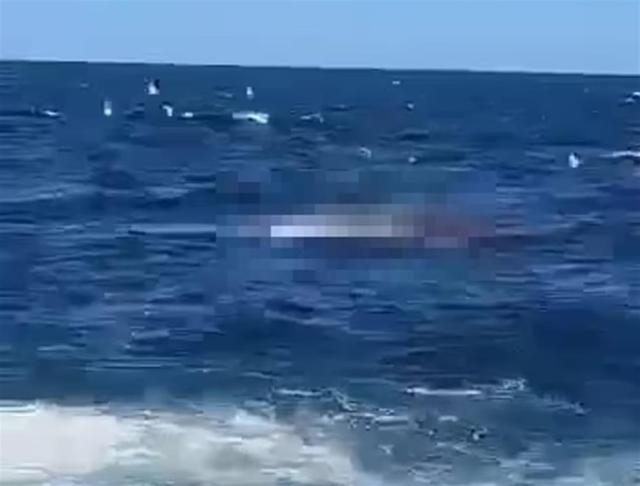 真實大白鲨襲擊人（悉尼一男子呼救時被大白鲨活活吃掉一半）1