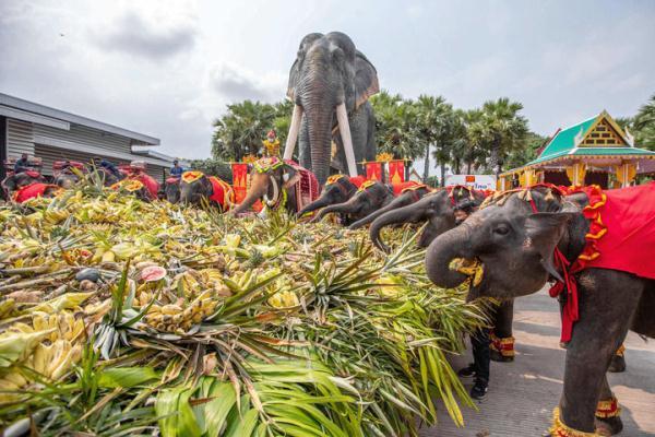 泰國大象怎麼賣（泰國給大象辦果蔬）1