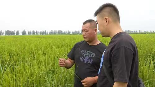 水田灌溉還存在什麼缺點（600畝稻田無法正常灌溉）3