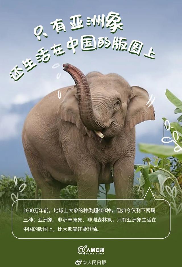 大象相關的科普介紹（今日科普世界大象日）1
