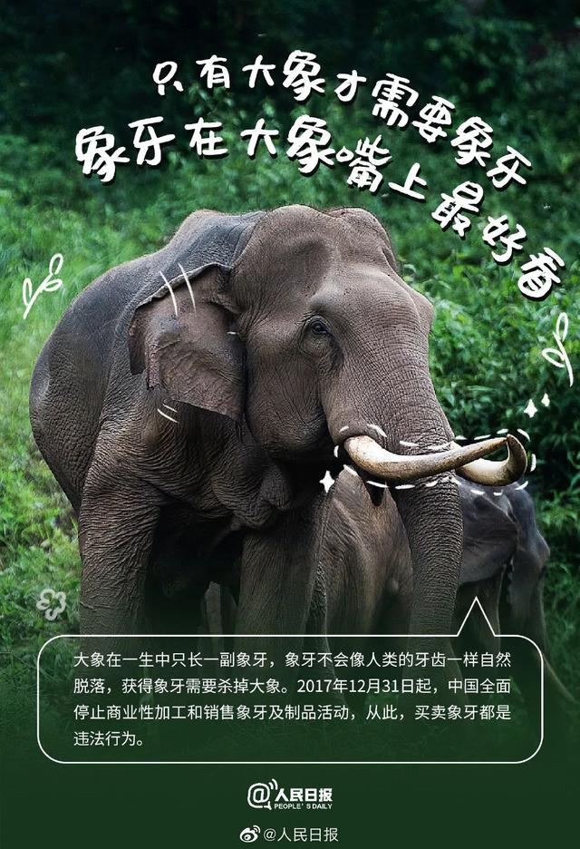 大象相關的科普介紹（今日科普世界大象日）7