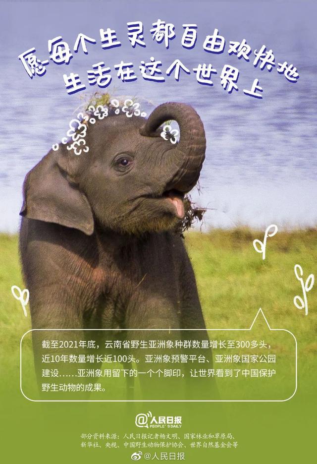 大象相關的科普介紹（今日科普世界大象日）10