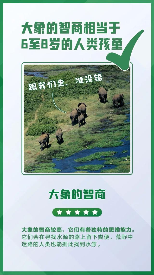 大象相關的科普介紹（今日科普世界大象日）12