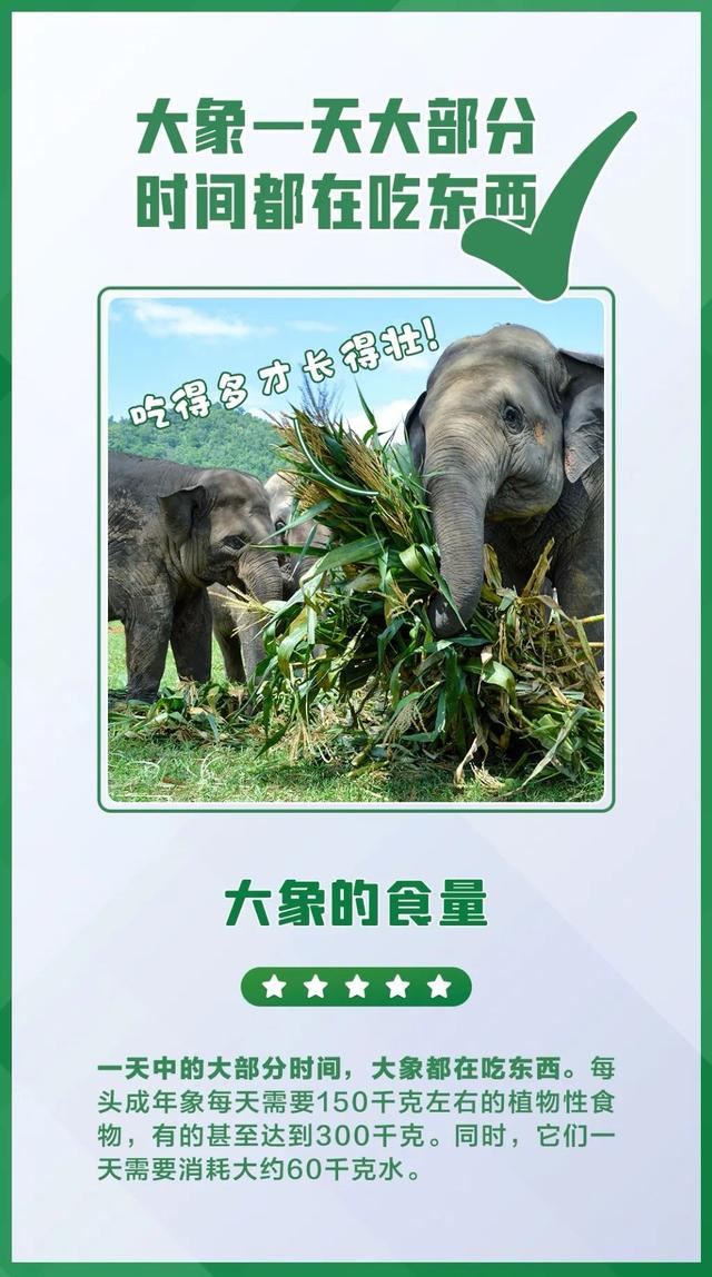 大象相關的科普介紹（今日科普世界大象日）13