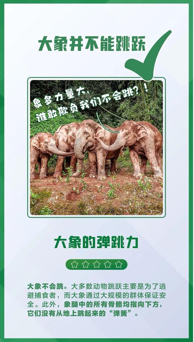 大象相關的科普介紹（今日科普世界大象日）14