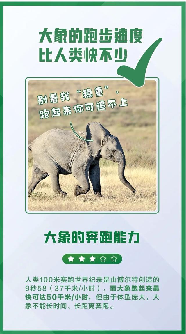 大象相關的科普介紹（今日科普世界大象日）17
