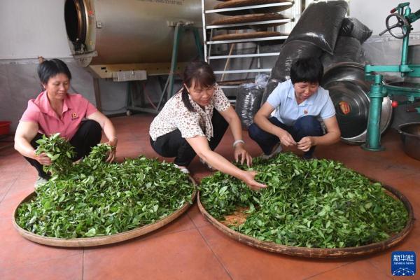 廣西六堡茶産業發展論壇（六堡茶飄香鄉村振興路）3