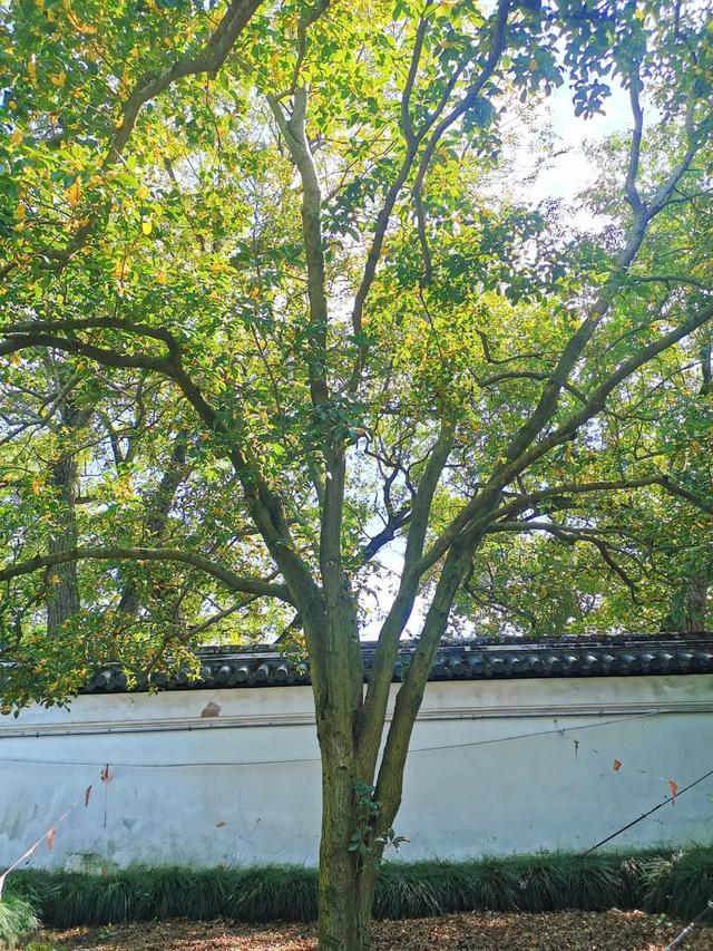 金寨最大桂花樹在哪裡（這些隐匿于城市的古桂樹盛開啦）12