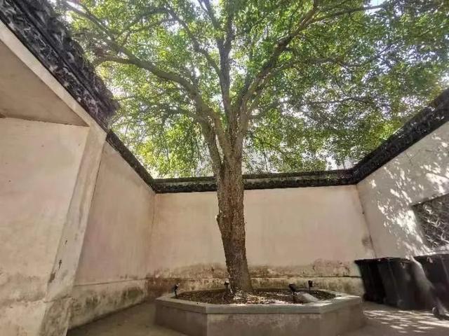 金寨最大桂花樹在哪裡（這些隐匿于城市的古桂樹盛開啦）20