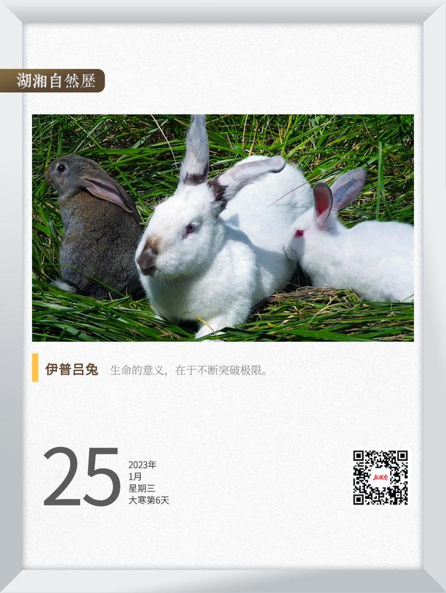 湖南常見的兔子吃的草（湖湘自然曆生活在湖南的兔子④據說兔子也被稱為）1