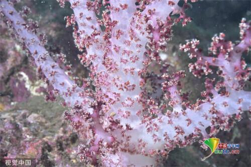 日本海底最深處（日本靜岡海底珊瑚絢爛）2