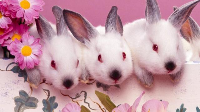 兔子耳朵是怎麼動的（兔子耳朵為什麼豎起來）4