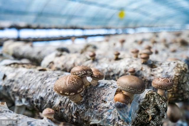 人工培育的香菇種植方法（如何培育出更多花菇）4