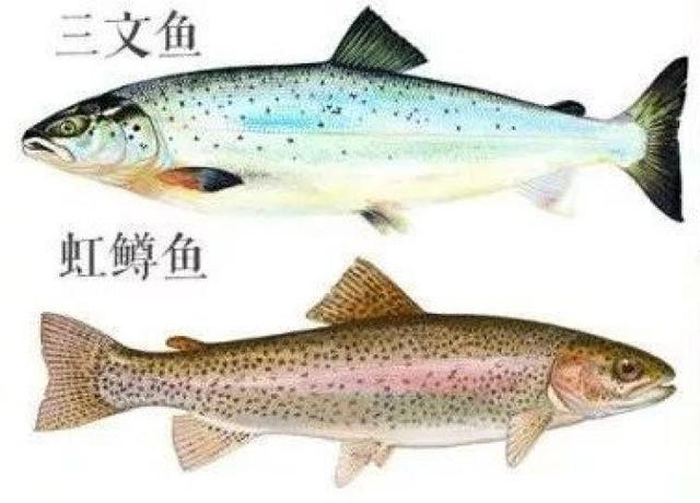 三文魚和虹鳟魚外表有什麼區别（你吃的三文魚是到底是什麼魚）1