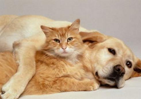貓和狗多久才能和睦相處（貓和狗誰更能認清主人）3