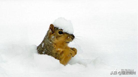 過冬必備的10種動物（關注冬天到了野外的動物是怎麼過冬的呢）23