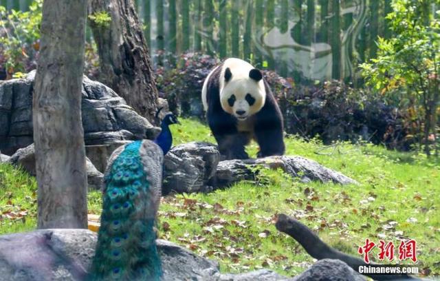武漢動物園大熊貓名字（武漢動物園關閉3個月後重開）3